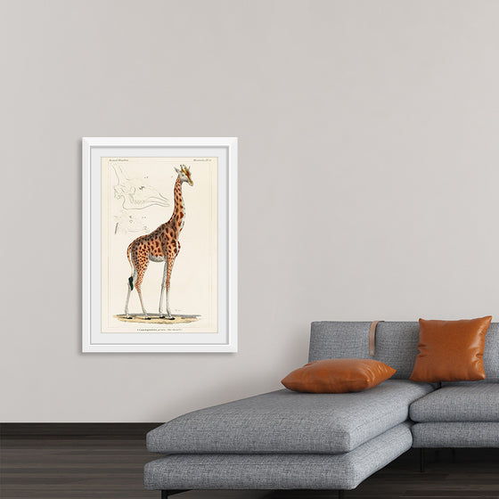 "Camelopardis Giraffe - The Giraffe (1837)"Georges Cuvier