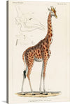 “Camelopardis Giraffe - The Giraffe (1837)” by Georges Cuvier is a beautiful print that would make a great addition to any art collection. This print features a detailed illustration of a giraffe, with its distinctive spots and long neck. The print also includes a detailed sketch of the giraffe’s skull, making it a unique and educational piece.