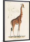 "Camelopardis Giraffe - The Giraffe (1837)"Georges Cuvier