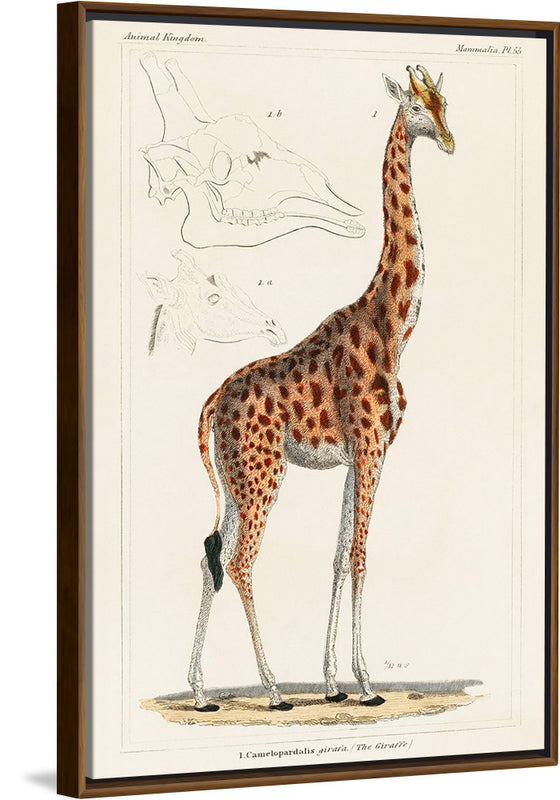 "Camelopardis Giraffe - The Giraffe (1837)"Georges Cuvier