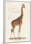 "Camelopardis Giraffe - The Giraffe (1837)"Georges Cuvier