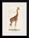 "Camelopardis Giraffe - The Giraffe (1837)"Georges Cuvier