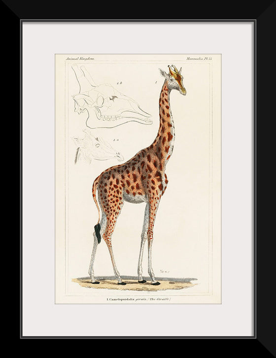 "Camelopardis Giraffe - The Giraffe (1837)"Georges Cuvier