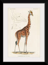 "Camelopardis Giraffe - The Giraffe (1837)"Georges Cuvier