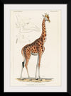 "Camelopardis Giraffe - The Giraffe (1837)"Georges Cuvier