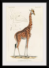 "Camelopardis Giraffe - The Giraffe (1837)"Georges Cuvier