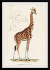 "Camelopardis Giraffe - The Giraffe (1837)"Georges Cuvier