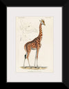 "Camelopardis Giraffe - The Giraffe (1837)"Georges Cuvier