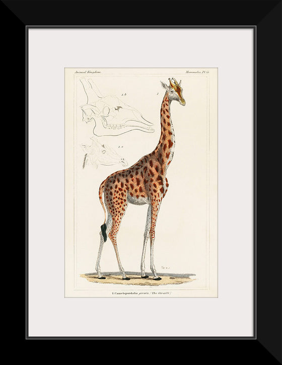 "Camelopardis Giraffe - The Giraffe (1837)"Georges Cuvier