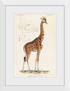 "Camelopardis Giraffe - The Giraffe (1837)"Georges Cuvier