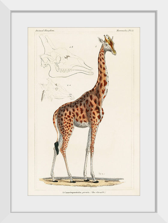 "Camelopardis Giraffe - The Giraffe (1837)"Georges Cuvier