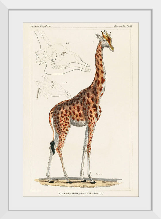 "Camelopardis Giraffe - The Giraffe (1837)"Georges Cuvier