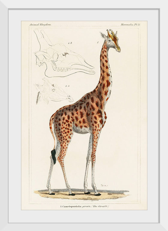 "Camelopardis Giraffe - The Giraffe (1837)"Georges Cuvier