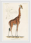 "Camelopardis Giraffe - The Giraffe (1837)"Georges Cuvier