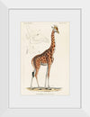 "Camelopardis Giraffe - The Giraffe (1837)"Georges Cuvier