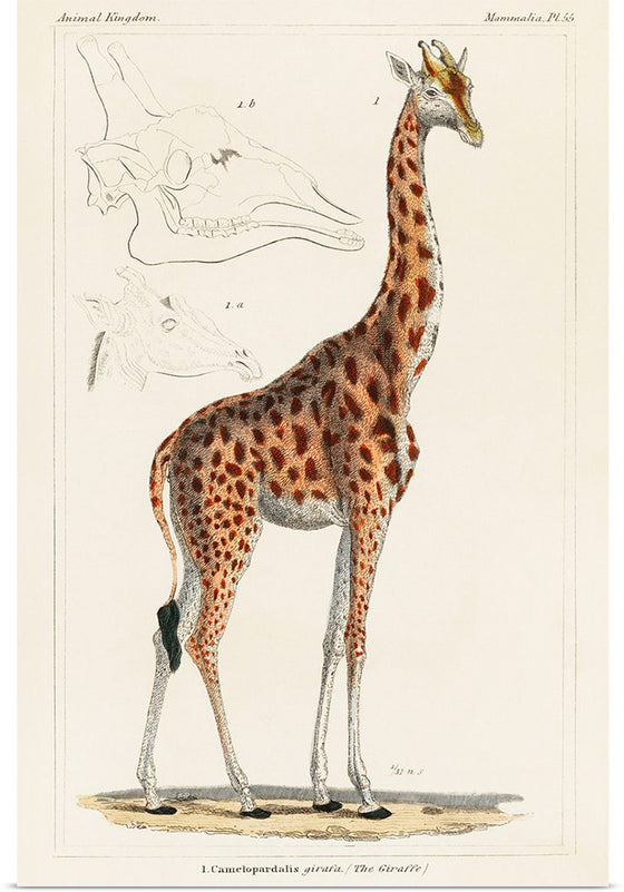 "Camelopardis Giraffe - The Giraffe (1837)"Georges Cuvier