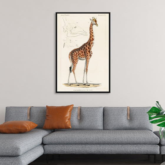 "Camelopardis Giraffe - The Giraffe (1837)"Georges Cuvier