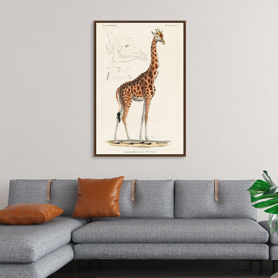 "Camelopardis Giraffe - The Giraffe (1837)"Georges Cuvier