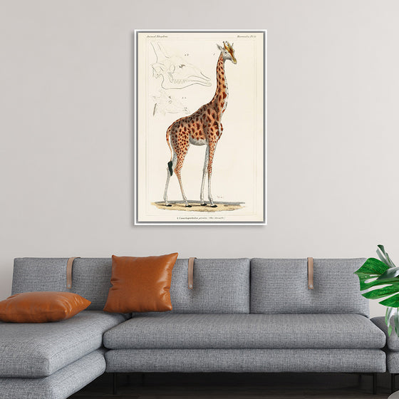 "Camelopardis Giraffe - The Giraffe (1837)"Georges Cuvier