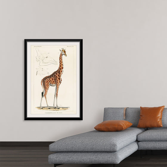 "Camelopardis Giraffe - The Giraffe (1837)"Georges Cuvier