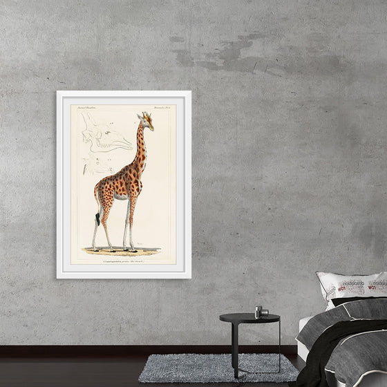 "Camelopardis Giraffe - The Giraffe (1837)"Georges Cuvier