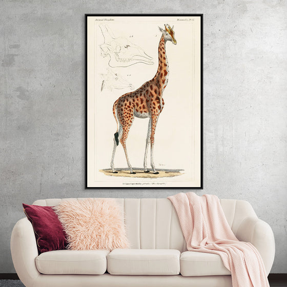 "Camelopardis Giraffe - The Giraffe (1837)"Georges Cuvier