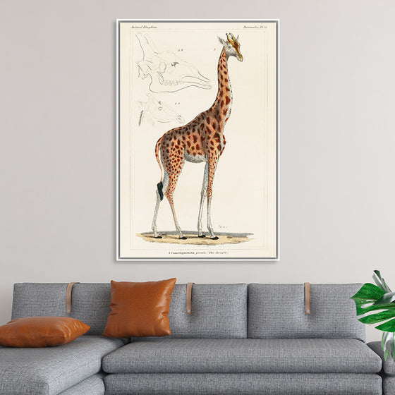 "Camelopardis Giraffe - The Giraffe (1837)"Georges Cuvier