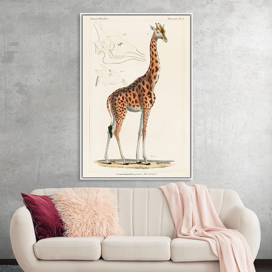 "Camelopardis Giraffe - The Giraffe (1837)"Georges Cuvier