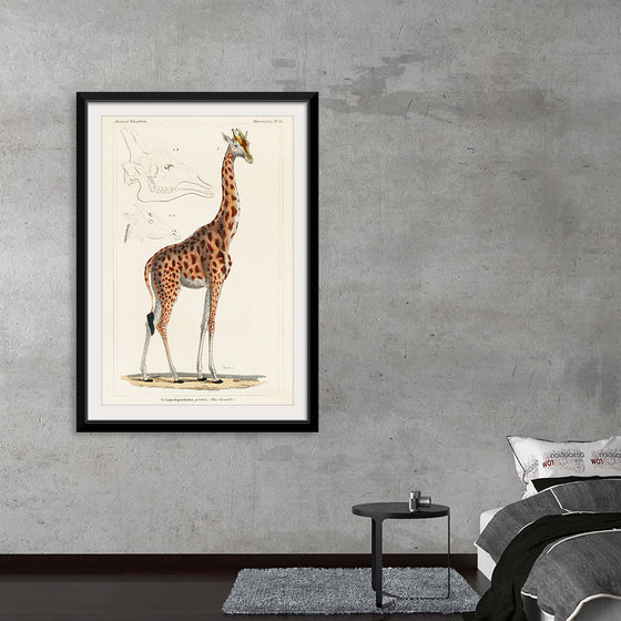 "Camelopardis Giraffe - The Giraffe (1837)"Georges Cuvier