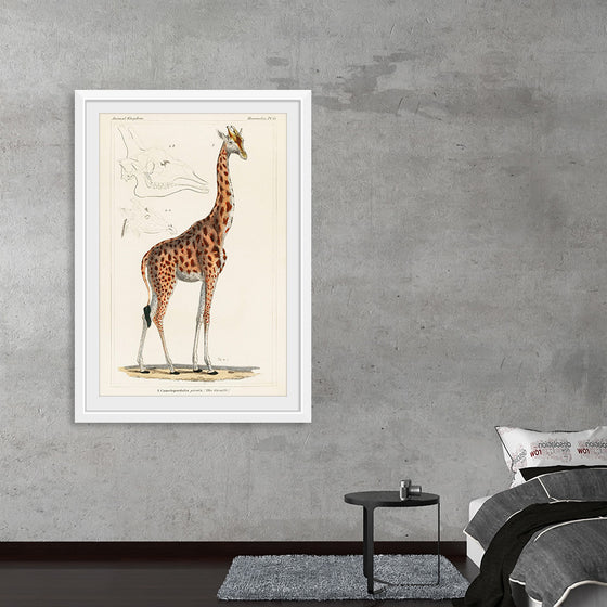 "Camelopardis Giraffe - The Giraffe (1837)"Georges Cuvier