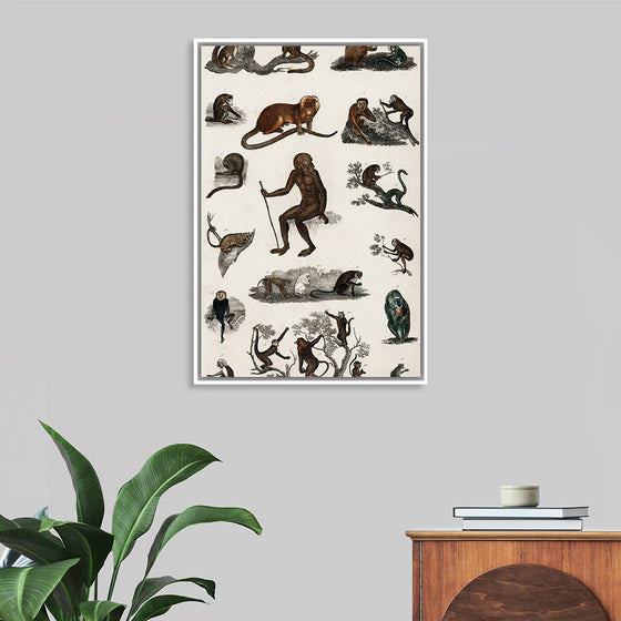 "Collection of Various Monkeys",  Oliver Goldsmith