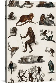  “Collection of various monkeys” by Oliver Goldsmith is a beautiful print that showcases the diversity of the insect world. 