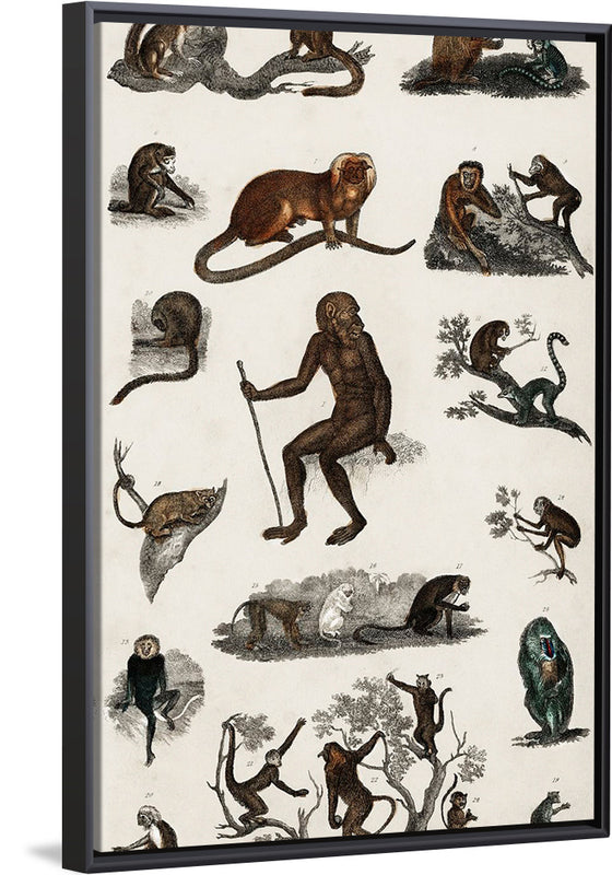 "Collection of Various Monkeys",  Oliver Goldsmith