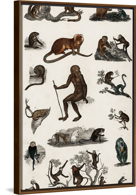 "Collection of Various Monkeys",  Oliver Goldsmith