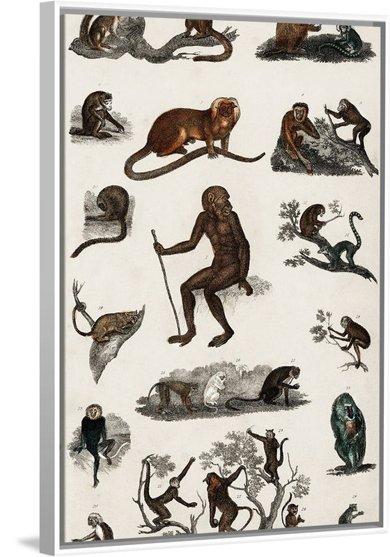 "Collection of Various Monkeys",  Oliver Goldsmith