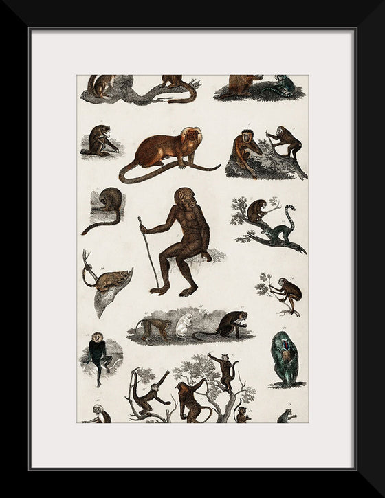 "Collection of Various Monkeys",  Oliver Goldsmith