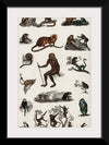 "Collection of Various Monkeys",  Oliver Goldsmith