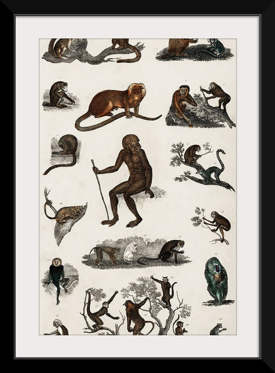 "Collection of Various Monkeys",  Oliver Goldsmith