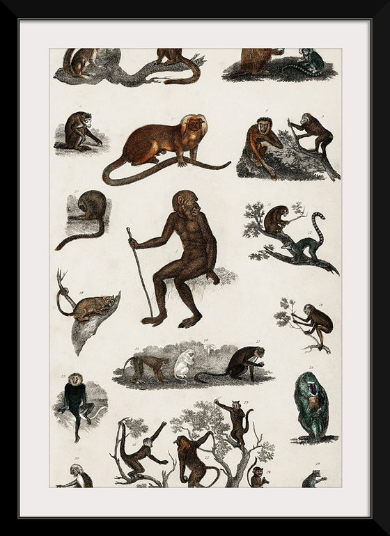 "Collection of Various Monkeys",  Oliver Goldsmith