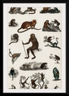 "Collection of Various Monkeys",  Oliver Goldsmith