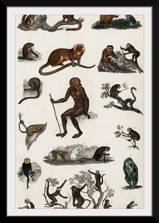 "Collection of Various Monkeys",  Oliver Goldsmith