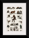 "Collection of Various Monkeys",  Oliver Goldsmith