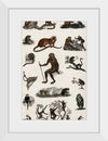 "Collection of Various Monkeys",  Oliver Goldsmith