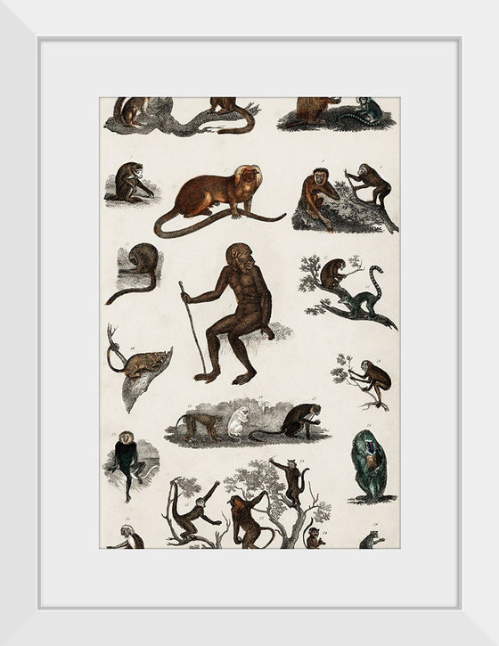 "Collection of Various Monkeys",  Oliver Goldsmith