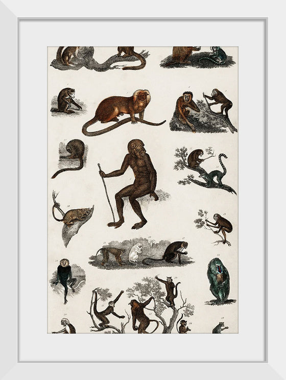 "Collection of Various Monkeys",  Oliver Goldsmith