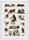 "Collection of Various Monkeys",  Oliver Goldsmith