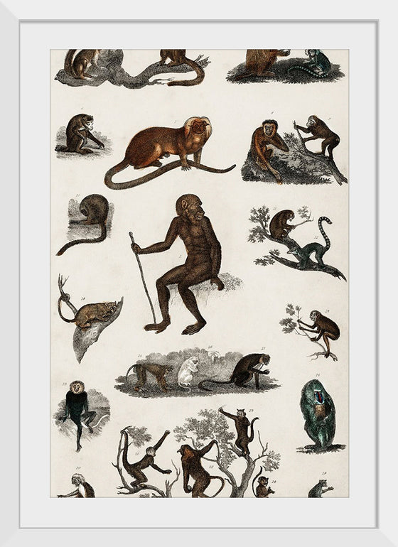 "Collection of Various Monkeys",  Oliver Goldsmith