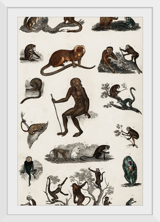 "Collection of Various Monkeys",  Oliver Goldsmith