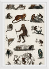 "Collection of Various Monkeys",  Oliver Goldsmith