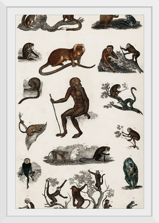 "Collection of Various Monkeys",  Oliver Goldsmith